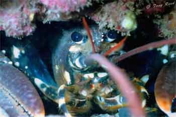Lobster