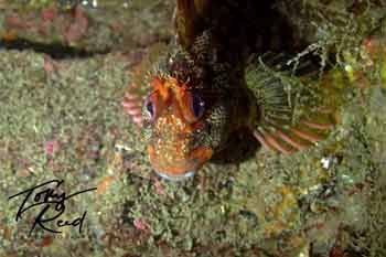 Blenny bay4