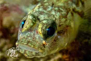 Blenny bay5