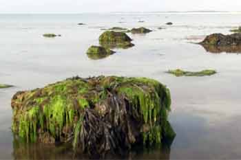 Bognor rocks at low spring tide