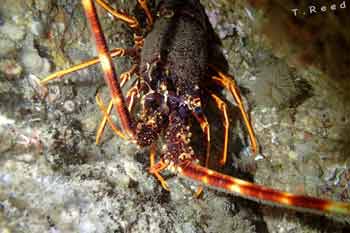 Crayfish