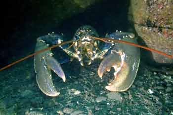Lobster