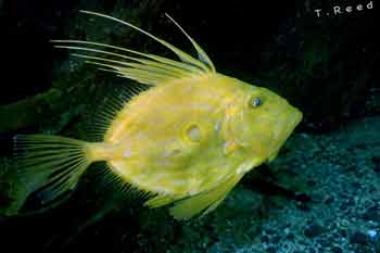 John dory