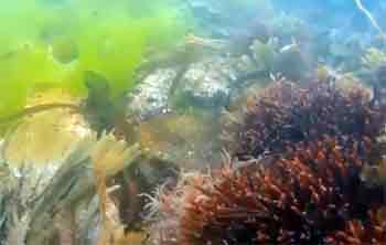 Fairy cove underwater