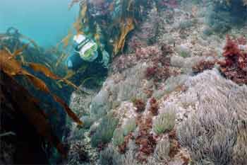 Heybrook Bay snorkeling