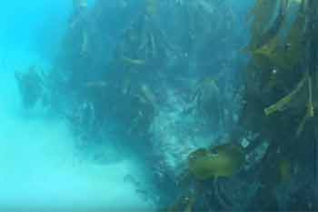 Hope cove underwater