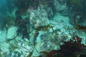Hope cove underwater