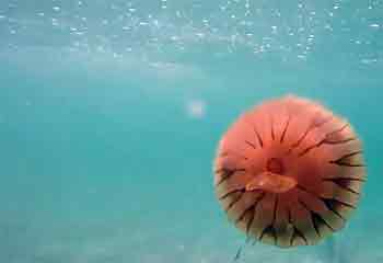 Compass Jellyfish