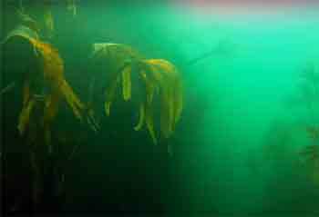 Mullion cove underwater