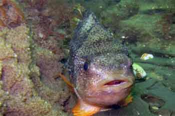 Lumpsucker