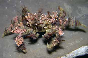 Hyas araneus