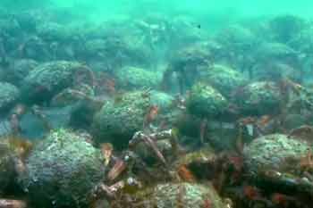 Stackpole quay4