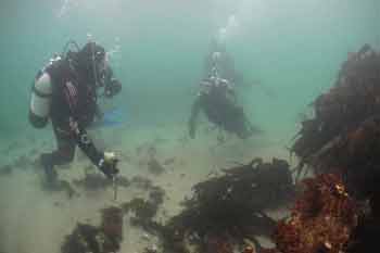 Divers
