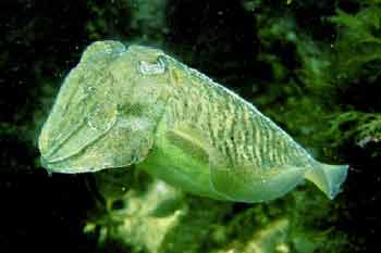 Cuttlefish cuttlefish