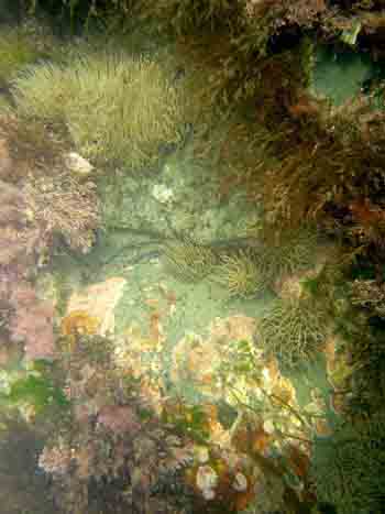 Kimmeridge bay underwater