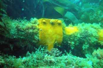 Pendennis point Uboat wreckage