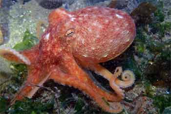 Octopus Almanethy creek
