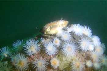 Crab and sea loch anemone An Caol Easan Point6