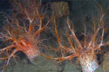 Sea Cucumber Ardearg Cemetery