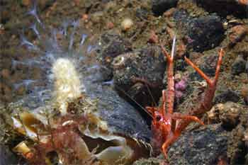 Squat Lobster Ardearg Cemetery