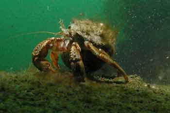 Hermit crab