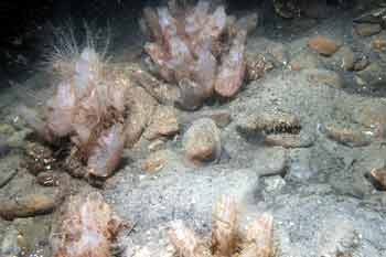 Sea squirts