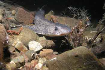 Dogfish