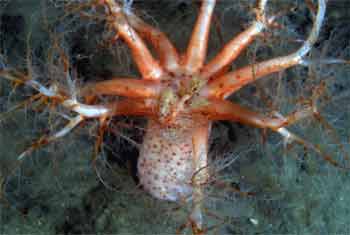Drishaig reef5
