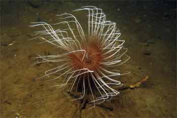 Drishaig reef