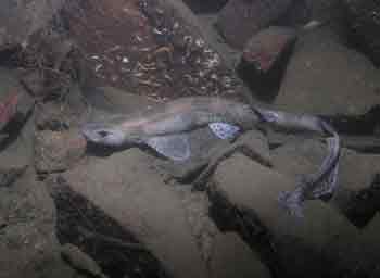 Dogfish Dogfish