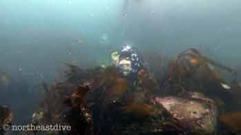 Diver at High shore