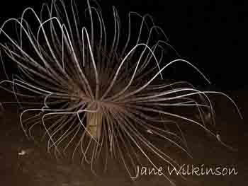 Fireworks anemone