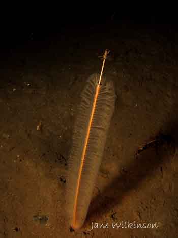 Sea pen