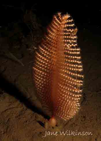 Sea pen