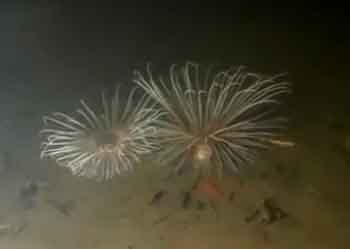 Fireworks anemone