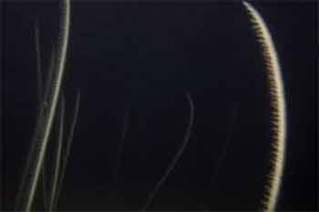 Slender sea pen Leth alt bridge