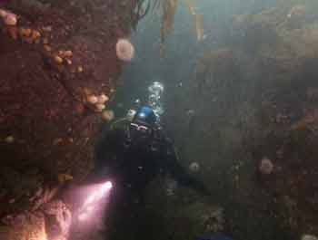 Diver in gully Rosehearty diver in gully