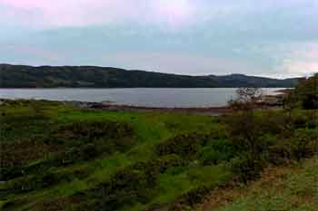 Scots pine bay