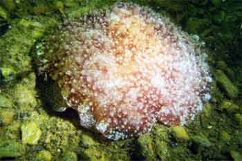Pleuribranchus St Catherines Pier