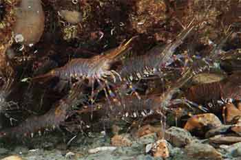 Shrimp St Catherines Pier