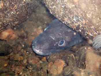 Conger eel Conger eel