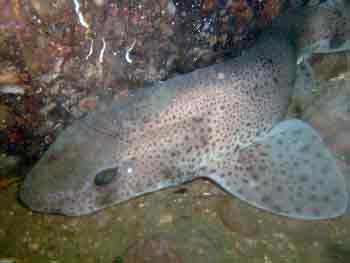 Dogfish Dogfish