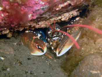 Lobster Lobster