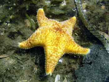 Cushion star