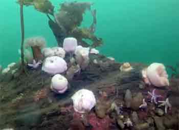 plumose anemones