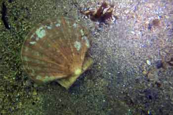 Scallop Scallop