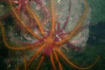 Feather star