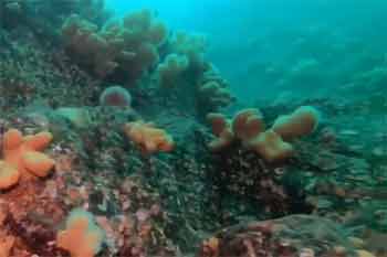 conservation bay6