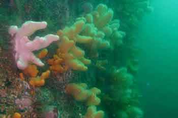 conservation bay7