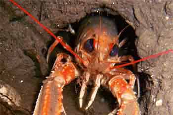 Dublin bay prawn